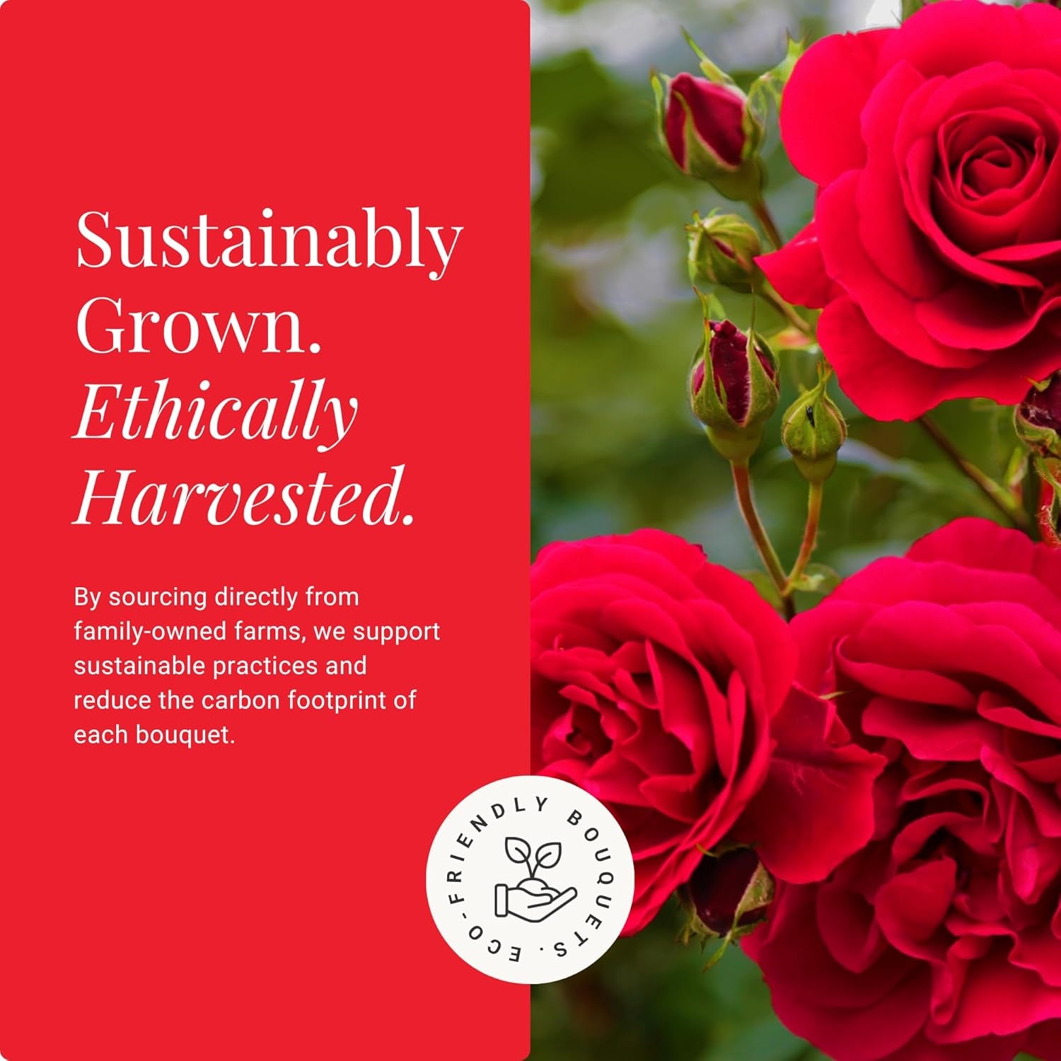 Two Dozen Red Roses Hand-Tied, 24 Long Stems,Farm Fresh Flowers,Vase Not Included, Fresh Flowers for Delivery – Gift for Birthday, Anniversary, Get Well, Congratulations, Wedding