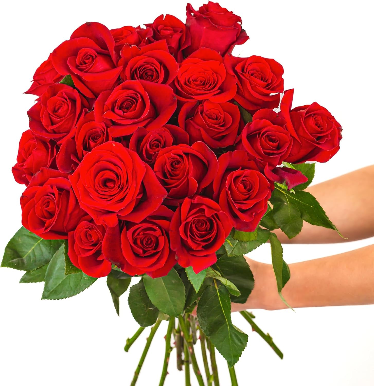 Two Dozen Red Roses Hand-Tied, 24 Long Stems,Farm Fresh Flowers,Vase Not Included, Fresh Flowers for Delivery – Gift for Birthday, Anniversary, Get Well, Congratulations, Wedding
