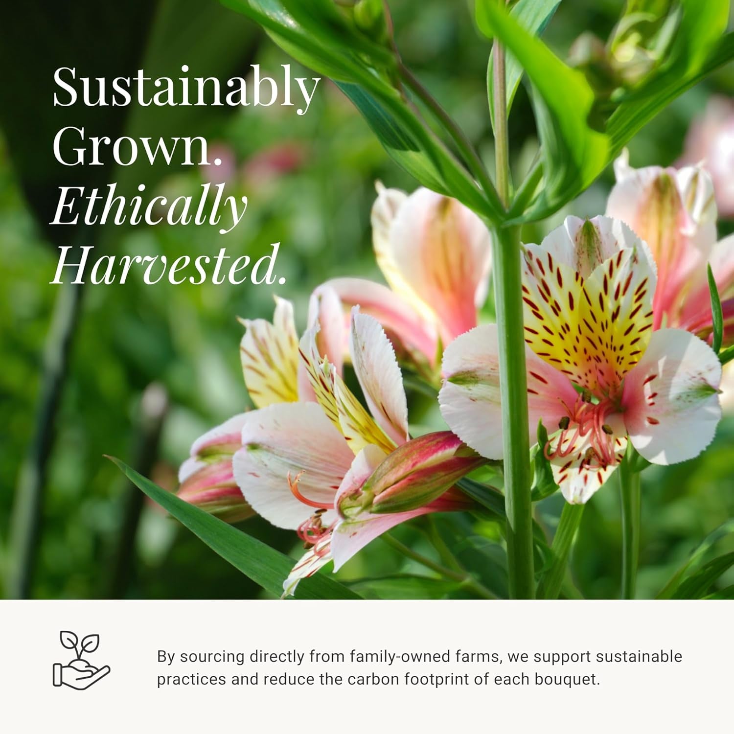 24 Multicolored Alstroemeria Bouquet Flowers, Long Lasting & Hand-Tied, Farm Fresh Cut Flowers Bouquet - Gift for Birthday, Anniversary, Wedding | No Vase.